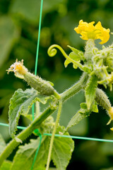 Young plant cucumber in the garden.