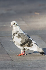 White-gray dove. City birds. Dove's orange eye. Wild nature. Live mail. An adult bird. Ornithology subject. Wildlife protection.