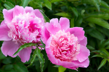 Pink peony with raindrops on petals on green leaves. Close-up.