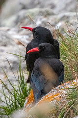 red-billed chough on the island of Ouessant, off Brittany