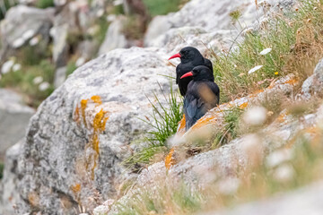 red-billed chough on the island of Ouessant, off Brittany