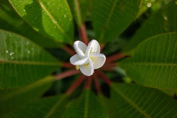 Deurstickers white plumeria flower © chris
