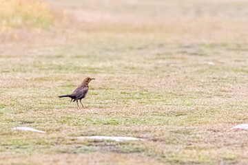 bird on the island of Ouessant, off Brittany
