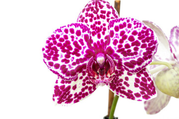 Orchid flower on white background close up