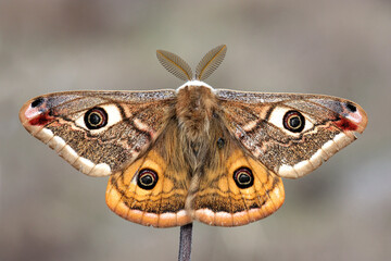 Small Emperor Moth (Saturnia pavonia) is a moth of the family Saturniidae, macro photo. - obrazy, fototapety, plakaty