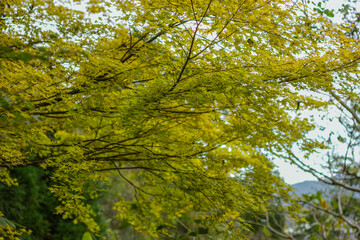 Obraz premium green maple leaves
