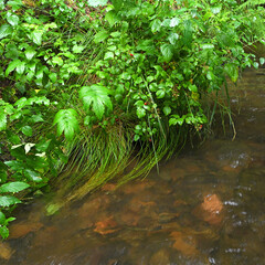 Die Truse im Thüringer Wald
