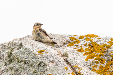 bird on the island of Ouessant, off Brittany