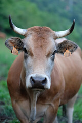 Beautiful cow portrait