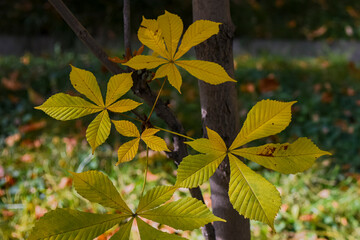 Allphotokz Gorkiypark 20191026 4602 D810 S