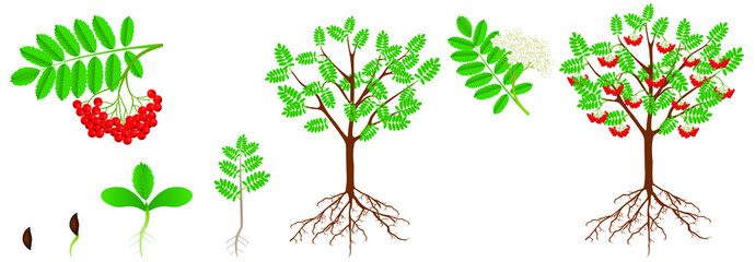 Cycle of growth of a red rowan plant.