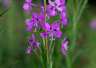 Fototapeta premium purple flowers in the garden