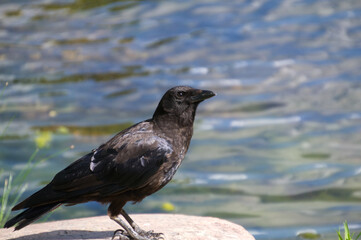 An American Crow on a Rock