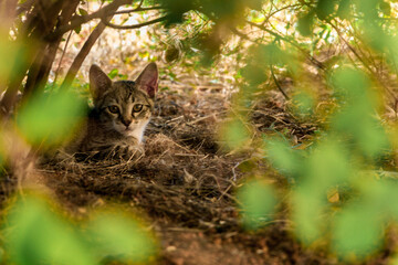 baby cat between the weeds