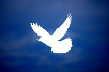 White peace dove