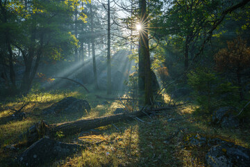 sunbeams on a foggy morning in yosemite national park, california, usa