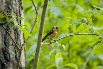 Male Common Redstart (Phoenicurus phoenicurus)
