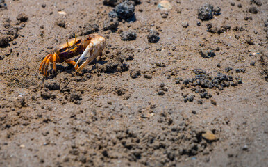 Uca Tangeri Fiddler crab at mating time