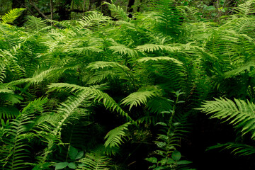 Beautiful ferns leaves green foliage natural floral fern background in sunlight.