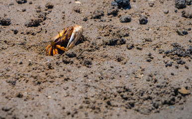 Uca Tangeri Fiddler crab at mating time