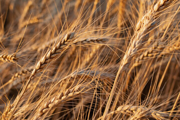 Fototapeta premium Golden ears of barley, summer in the harvest season, in the fields of Russia in the Rostov region. Dry yellow grains close up