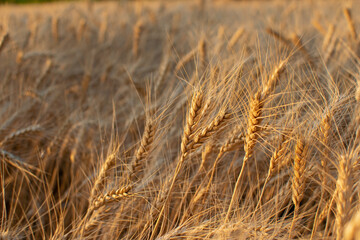Golden ears of barley, summer in the harvest season, in the fields of Russia in the Rostov region. Dry yellow grains close up