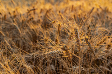 Golden ears of barley, summer in the harvest season, in the fields of Russia in the Rostov region. Dry yellow grains close up