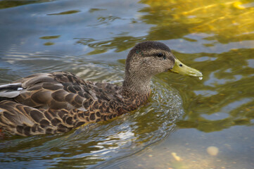 Juvenile Mallard Duck