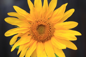 Obraz premium sunflower on black