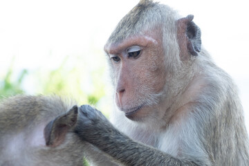 the monkey finding something