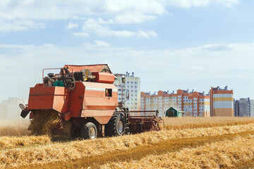 The combine harvests ripe wheat in the grain field.