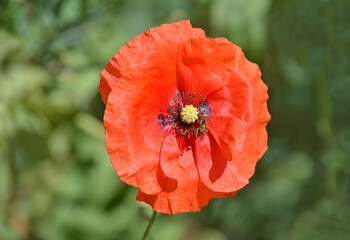 red poppy flower
