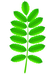 Green leaf of red rowan on a white background.