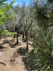 tree in the park