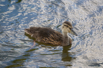 Juvenile Mallard Duck