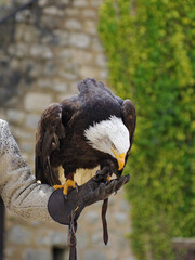 american bald eagle sitting on the hunter's hand
