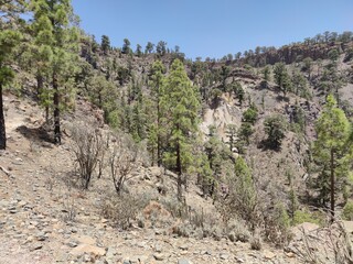 joshua tree national park