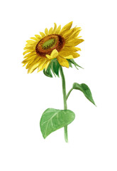 Realistic watercolor sunflower. Flower sunflower isolated on a white background. Botanical illustration suitable for postcards, prints, patterns.