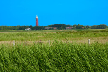 Tall green reeds, Dutch houses in the background and red lighthouse. Ouddorp, Netherlands.