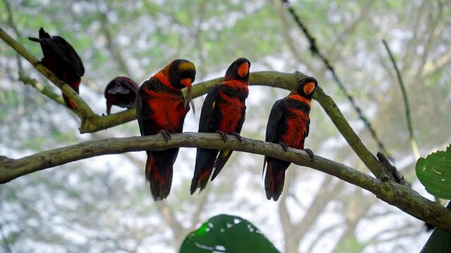 Group of parrots lory with blue and black feathers seated on a tree branch