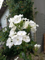 white blooming Phlox on the background of roses, Honeysuckle berries and other plants in the summer garden. Flower Wallpaper