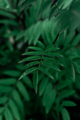 Obraz premium green leaf background of rowan