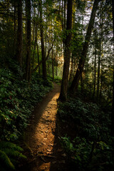 Pacific Northwest Forrest Path with Sunny Highlights