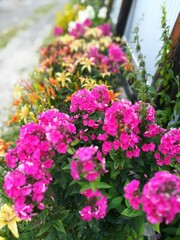 flower bed with blooming pink Phlox and yellow and orange lilies.flower wallpaper