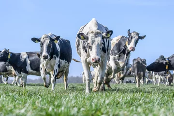 Foto op Canvas koeien in een veld © Vera