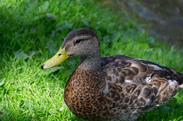 Naklejka na ściany i meble Juvenile Mallard Duck in the Park