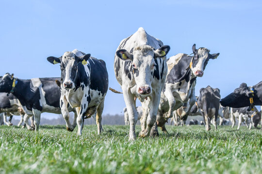 cows in a field