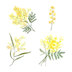 set of spring flowers yellow mimosa, watercolor illustration on white background