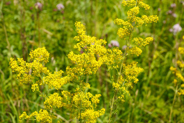 Echtes Labkraut_galium verum auf der Schwäbischen Alb