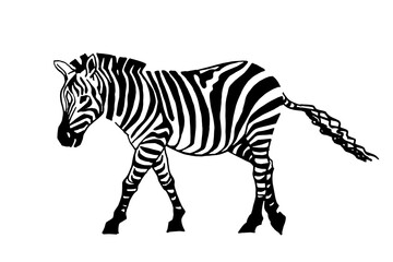 Vector  zebra walking, graphical illustration